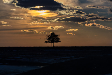 Landscape Tree Sunsetの写真素材
