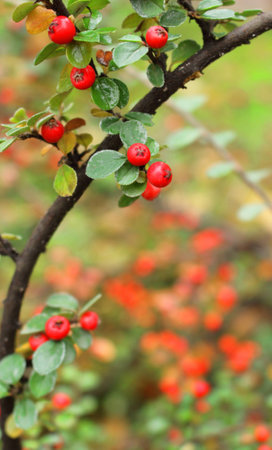 red holly with green leaves on the background of nature