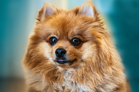 Spitz dog,Spitz Pomeranianの写真素材