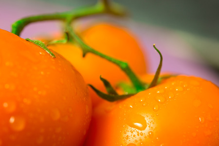 orange tomato with water drops on a colored background,macroの写真素材