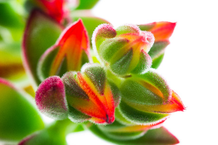 Isolated on a whit background,ornamental plants,macroの写真素材