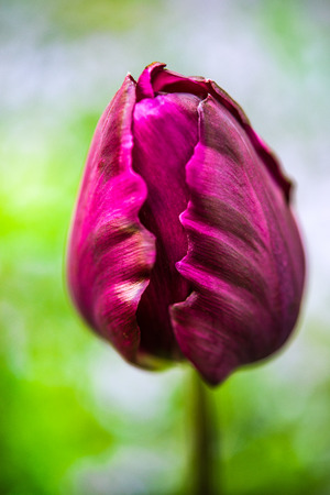 purple tulip on blurred green background, macroの写真素材