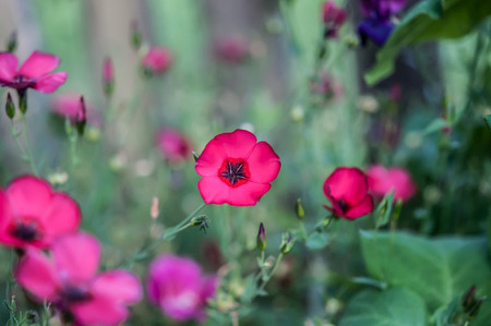 Photo of a blooming flax on the green colorful backgroundの写真素材