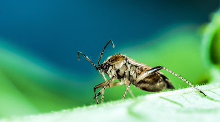 insect mosquito on green leaf on a blue backgroundの写真素材