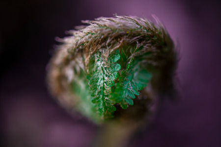 Photo of a young blossoming germ fern close upの写真素材