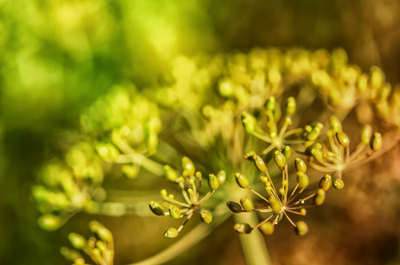 photo for plant sprig of dill seeds in nature closeupの写真素材