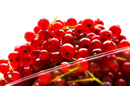 photo for red currant berries on a white background closeupの写真素材