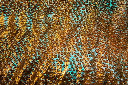 Photos on the skin of sea fish halibut closeupの写真素材