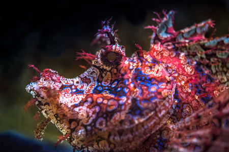 exotic fish scorpion fish close upの写真素材