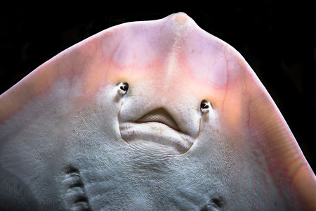 thornback ray or raja clavata or thornback skate isolated on a black backgroundの写真素材