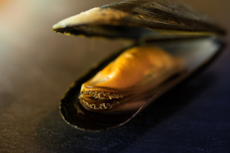 the photo mussel on dark slate backgroundの写真素材