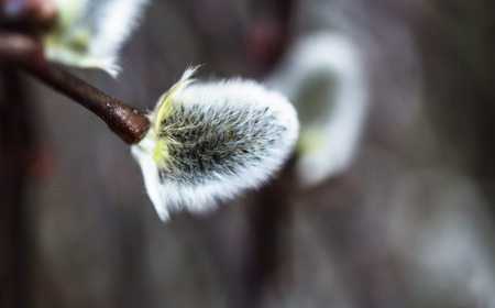 blooming willow branch on blurred background,macro,close-up