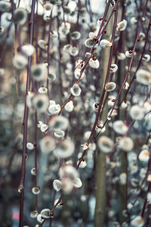 many flowering branches of willow, retro style, soft focusの写真素材