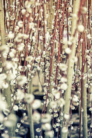 many flowering branches of willow, retro style, soft focusの写真素材
