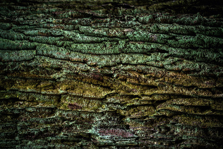 Old Woodrindbark Tree Texture Background PatternTree bark textureの写真素材