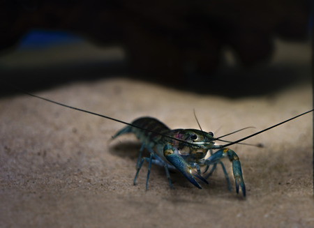 live crayfish or lobster under water and sits on the sandの写真素材