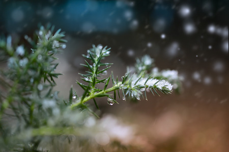 branch of spruce in the snow, the first snow, blur,conifer