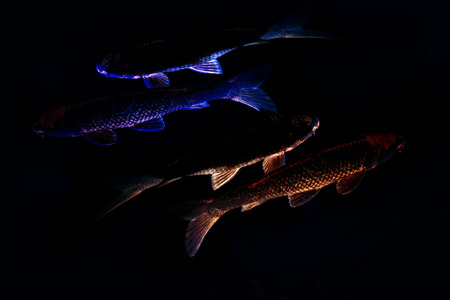 abstract  Koi fish contourfi with zigzag and blur effect on black backgroundの写真素材