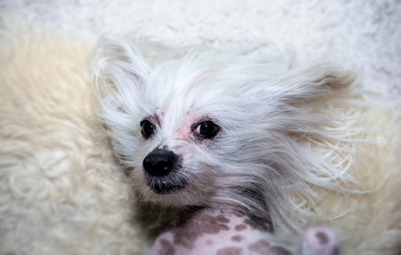 Chinese Crested,Hairless Dog  Naked dog lies on the carpet, see in directの写真素材
