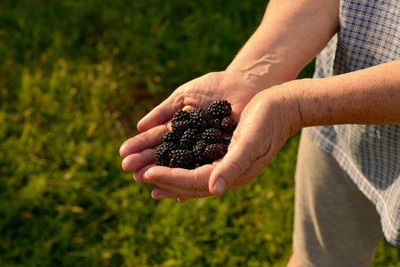 hands of an old woman holding a berry of a blackberryの写真素材