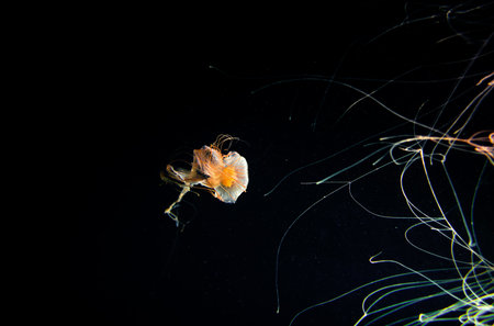 jellyfish in the water on a dark background close-upの写真素材