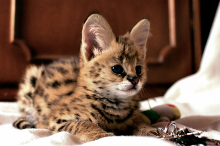 Cute bengal kitten laying on the bed and looking at cameraの写真素材