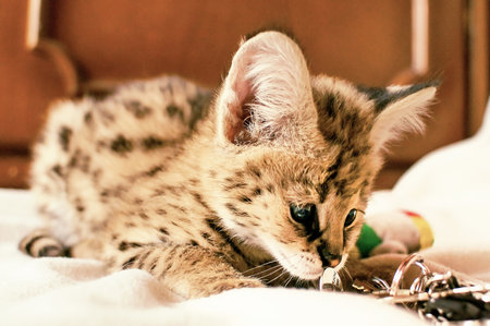 The cat of breed leopard cat (Prionailurus bengalensis)の写真素材