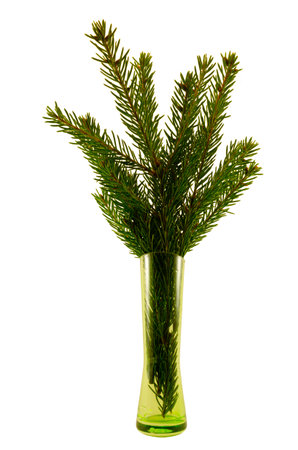 The branches of the Christmas tree in a green vaseの写真素材