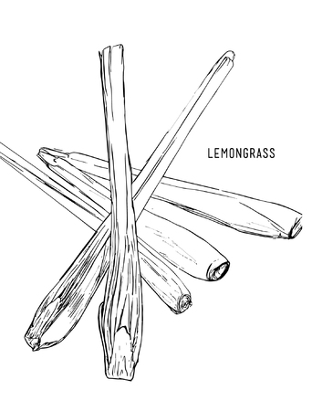 Hand drawn lemongrass .Hand drawn seasoning. Vector illustrationのイラスト素材