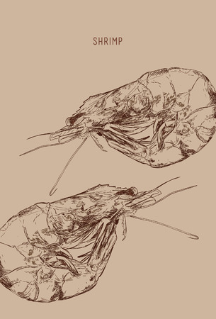 Isolated shrimp. Engraved art. Delicious marine food menu sketched objects. Use for restaurant, meal, market, store, menu, party decoration, other designのイラスト素材
