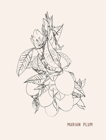Sweet Marian plum thai fruit .(Mayongchid Maprang Marian Plum and Plum Mango,Thailand).のイラスト素材