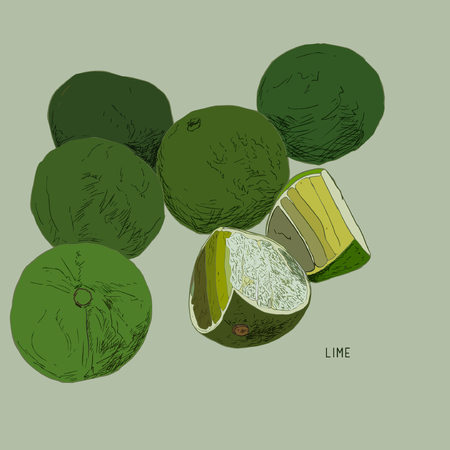 Vector hand drawn lime set. Whole lime, sliced pieces, half, leaf. Hand drawn sketch line art , created outline vector. Detailed citrus drawing.のイラスト素材
