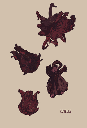 hand drawn illustration Dry Roselle flowerのイラスト素材