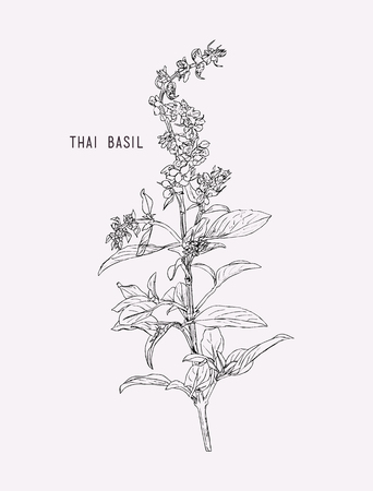 Thai basil vector. Hand drawn sketch leaves of spice thai basil.のイラスト素材
