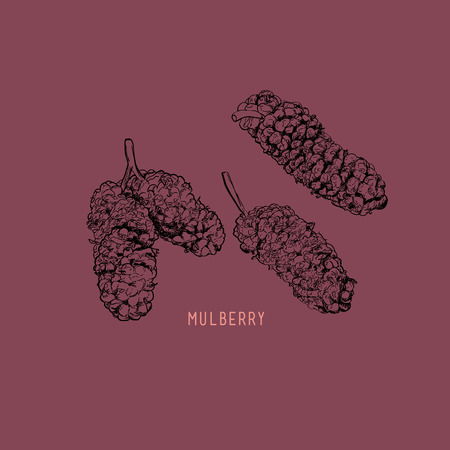 Vector illustration of super food Mulberry. Organic healthy dietary supplement. Black outlines and bright colorful Isolated .のイラスト素材