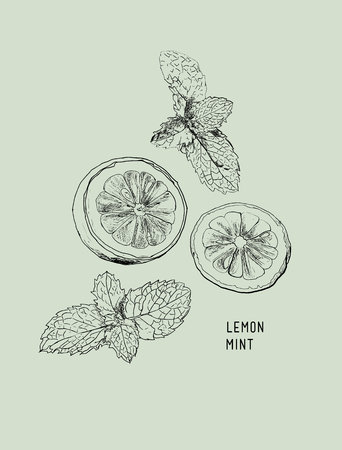 Lemon , Lime and mint ink sketch set. Isolated design elementsのイラスト素材