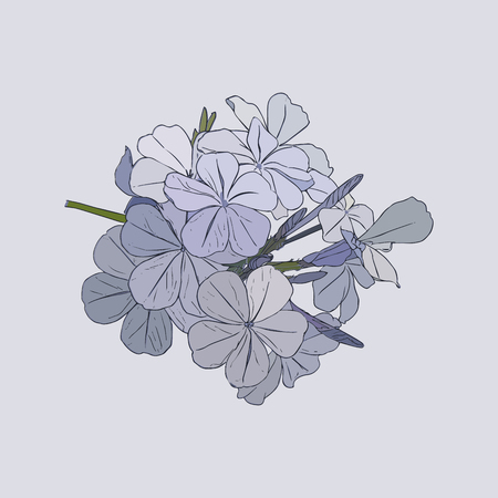 Lilac flowers, vector.のイラスト素材