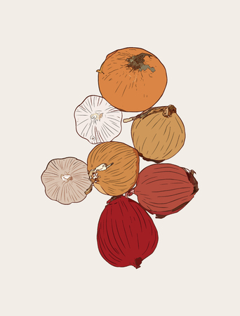 Top view of onion ,galic and shallot , hand draw sketch vector.のイラスト素材