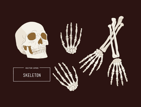 Halloween holiday vector of human skeletonのイラスト素材