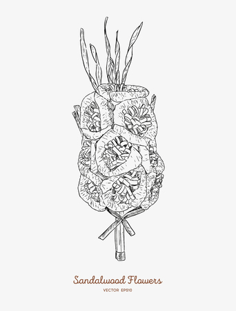 Sandalwood flowers for funeral, hand draw sketch vector.のイラスト素材