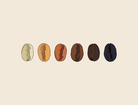 Coffee beans showing various stage of roasting from the green bean through to a dark roast.のイラスト素材