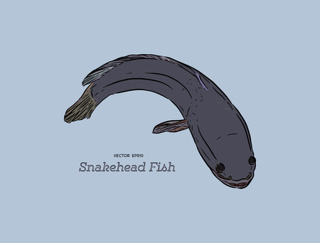 Snakehead fish, hand draw sketch vector.のイラスト素材