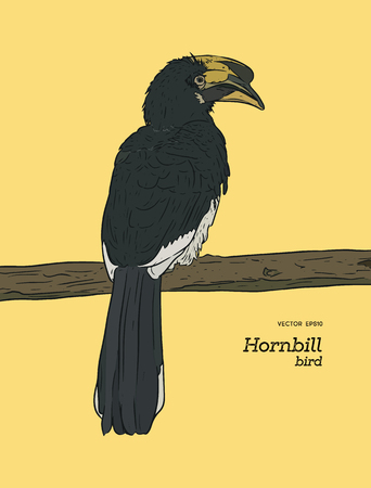 Oriental Pied Hornbill, hand draw sketch vector.のイラスト素材