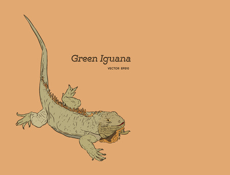 Vector antique engraving illustration of green iguana lizard .のイラスト素材