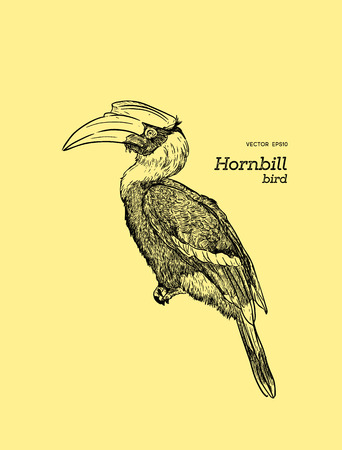 Oriental Pied Hornbill vector.のイラスト素材