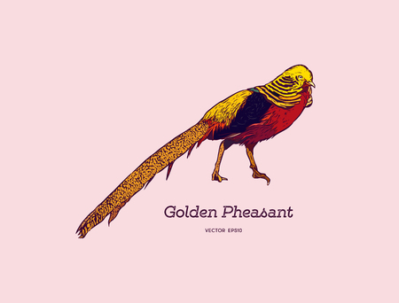 Drawing of The Golden Pheasant or Chinese Pheasant, hand draw sketch vector.のイラスト素材
