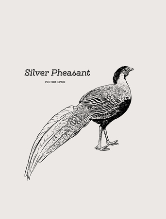 Silver Pheasant (Gallophasis nycthemerus)  vintage illustration vector.のイラスト素材