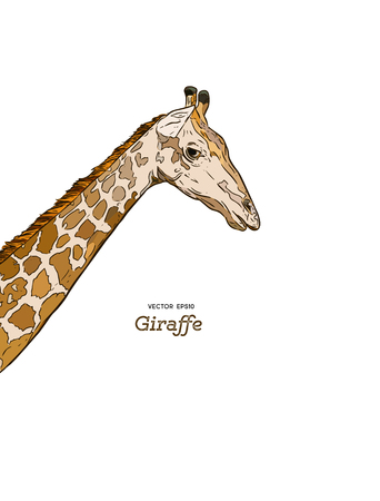 The head of a giraffe sketch vector graphics drawingのイラスト素材