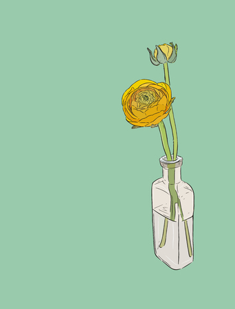 Two yellow Persian buttercup flowers (Ranunculus) in bottle, hand draw sketch vector.のイラスト素材