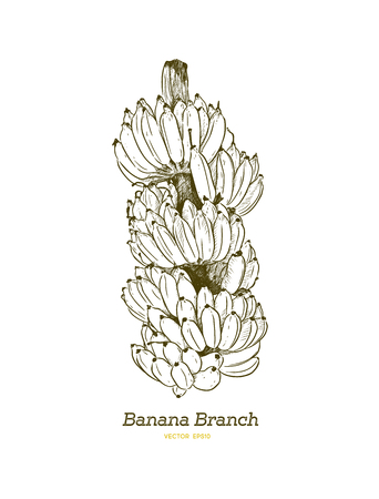 Fresh banana branch, whole banana, hand draw sketch illustration vector.のイラスト素材